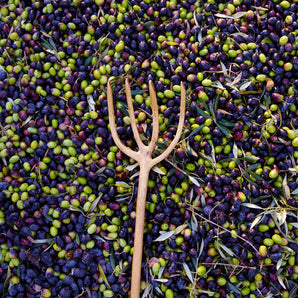 Rete per Raccolta Olive Antispina - Resistente, Modelli Vari con Spacco