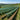 Rete Antigrandine Verde 2x100 m per Orto e Frutteto - immagine 8