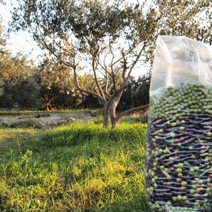 Rete per Raccolta Olive Antispina - Resistente, Modelli Vari con Spacco